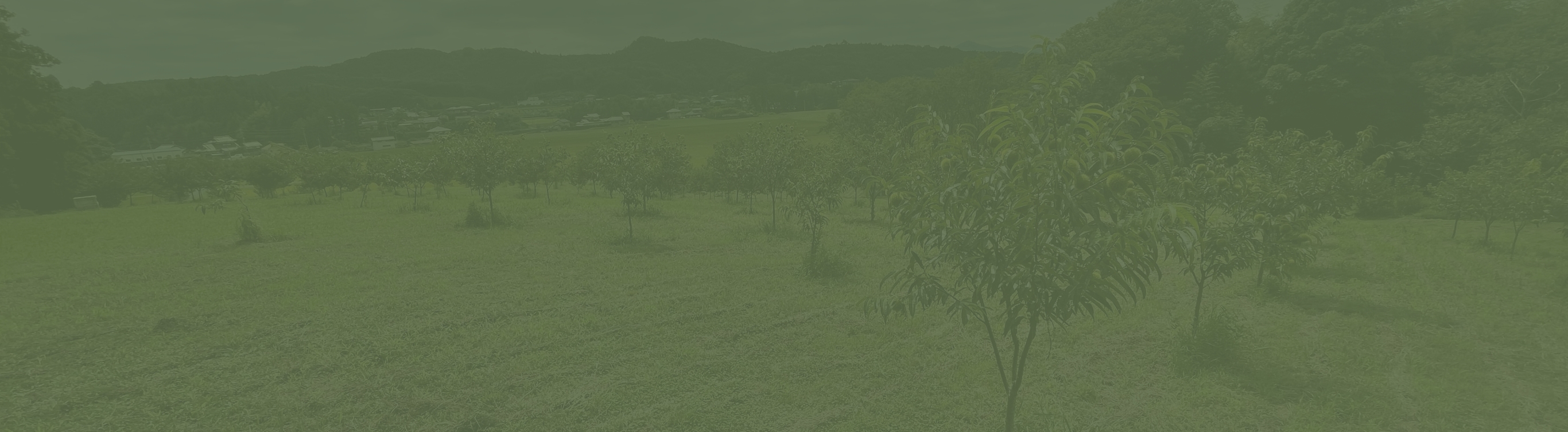 笠間の自然と栗畑を望む風景