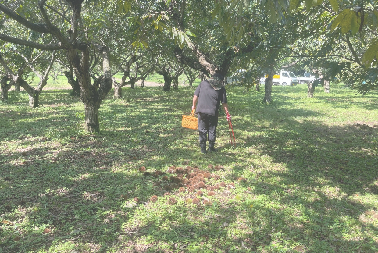 笠間の自然に囲まれた自社農園の風景