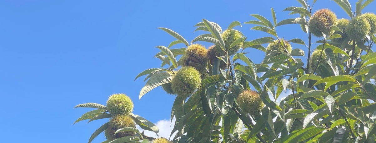 自社農園の栗の木々と青空