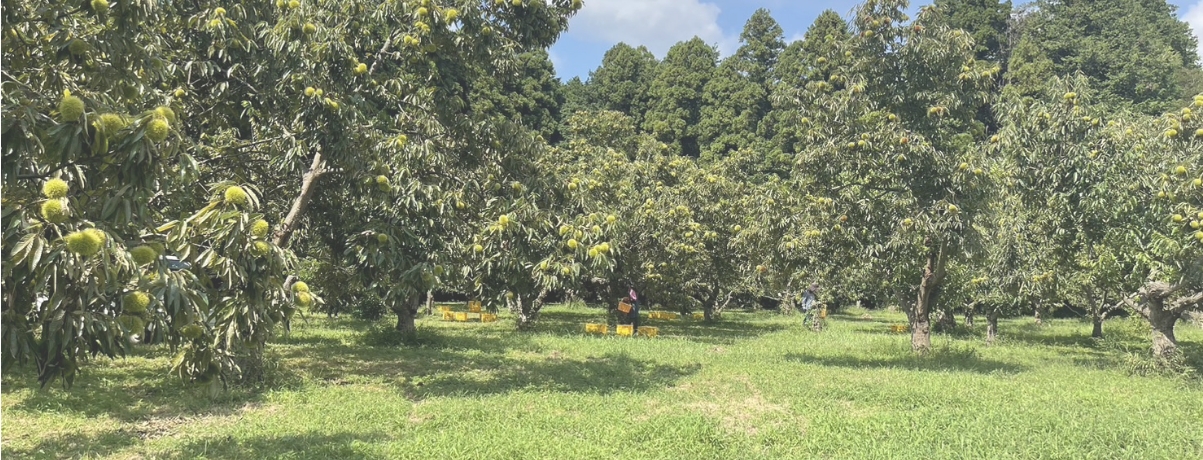 栗の木々と青空が広がる自社農園の風景